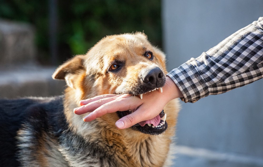 What Is the Average Dog Bite Settlement in Florida? Check Now